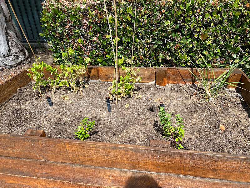 raised bed garden